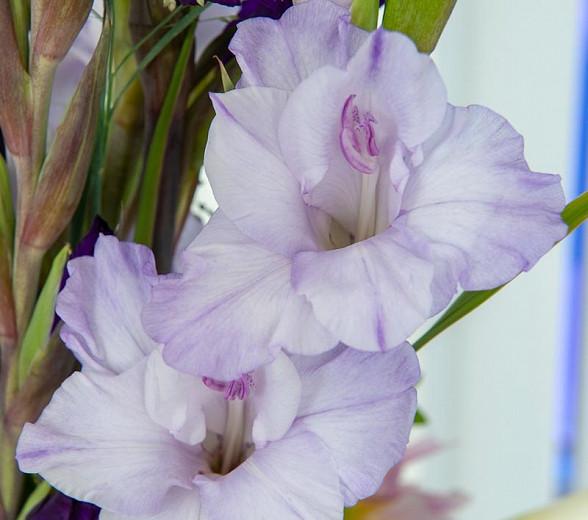 Sword Lily 'Milka', Gladiola 'Milka', Gladioli Milka, glaieul Milka, lavender Glad, purple Sword Lily